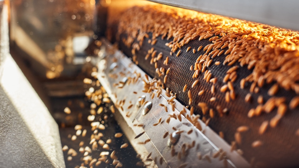 Granos de trigo siendo tostados en una cinta