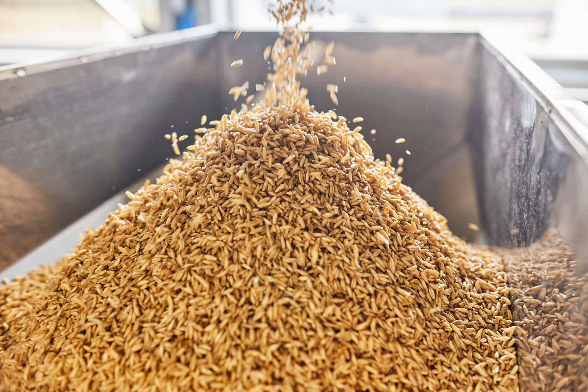 Montón de granos de trigo que caen desde arriba a un contenedor metálico