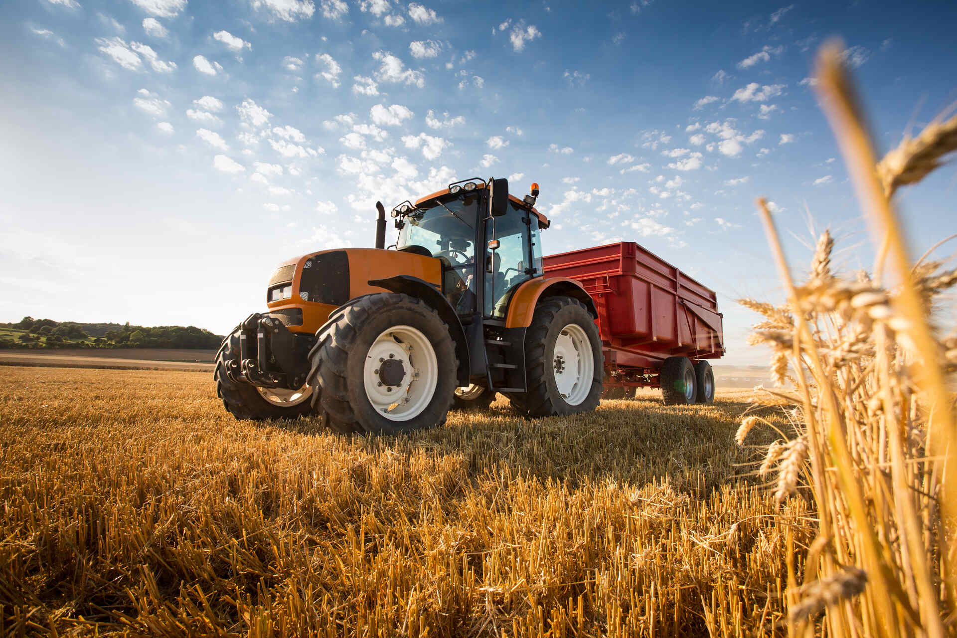 Tractor con remolque en un campo de trigo
